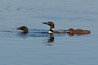 Common Loon Family, Foggy Bogs and Dewy Insects, Michigan
