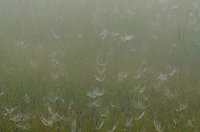 Dewy Covered Orb Webs, Foggy Bogs and Dewy Insects Workshop, Michigan