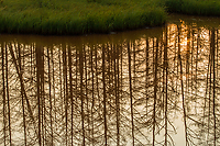 Tamarack Trees Reflecting in Brackish Water, Sunrise, Foggy Bogs and Dewy Insects Workshop, Michigan
