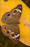 Buckeye Butterfly, On Milkweed, SNWR, Michigan
