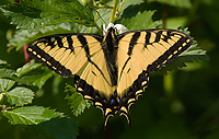 Canadian Tiger Swallowtail Butterfly, (Papilio canadensis), Summer, Michigan