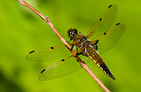 Four-spotted Skimmer Dragonfly (Libellula quadrimaculata)