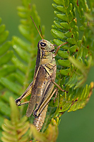 Grasshopper, Summer, Michigan