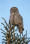 Great Gray Owl, page 64