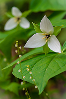 Simile Trillium