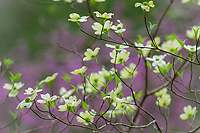 Dogwood and Redbud in Peak Bloom~ Tellico River