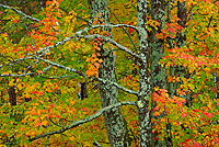 Ultimate Autumn forests and Lake Superior shoreline tour