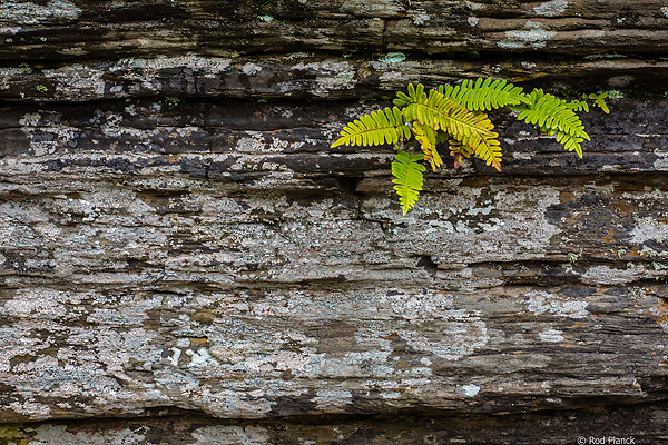 Ultimate Spring Forests, Wild Rivers and Waterfalls