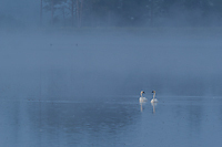 Foggy bogs and dewey insects